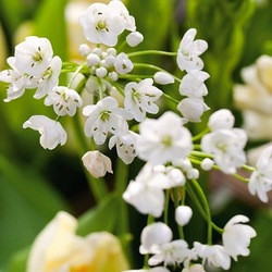 Allium Nigrum, Contempory white garden, white spring flowers, Muscari botryoides, Anemone blanda white splendour, narcissus Thalia, White Tulips, White daffodils, White narcissus, White anemones, White muscari